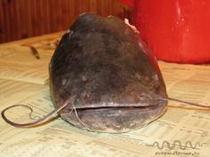 A harcsa 10 kg volt.