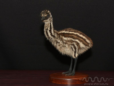 Emu csibe