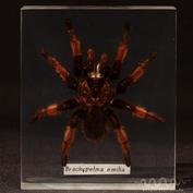 Brachypelma emilia