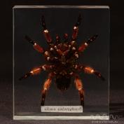 Brachypelma emilia