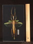 Góliát botsáska - Eurycnema goliath