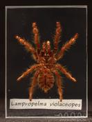 Lampropelma violaceopes